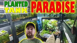 massive planted tank fish room tour tons of awesome tropical fish