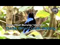 Download Lagu Suara Pikat Burung Cucak Biru | Cucak Gadung | Cocok Buat Masteran Burung Lainnya