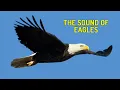 Download Lagu Suara Burung Elang di Angkasa (Sound of Eagles) Asli dari Alam
