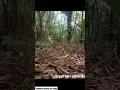 Lagu mikat burung teledekan gunung asli jawa barat