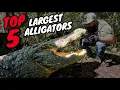 Top 5 LARGEST ALLIGATORS at Gatorland