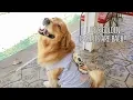 Help Us Rescue Golden Retrievers Oshies World