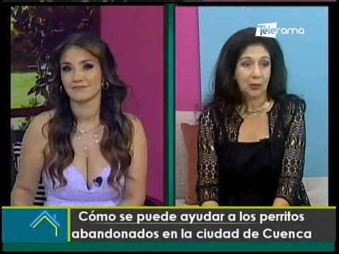 Cómo se puede ayudar a los perritos abandonados en la ciudad de Cuenca