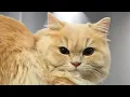 Download Lagu Some days are Lemons...And This Cat Proves It