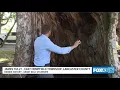 A Lancaster County tree that has stood since at least the 17th century Hidden History