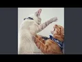 Download Lagu Suara Kucing Marah