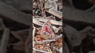 Jiboia encarando o rei das serpentes!