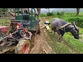 Download Lagu Agricultural vehicle transporting timber to exploit super large jackfruit trees