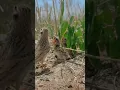 Download Lagu jadi seperti ini ?sarang burung branjangan di alam#burung #short