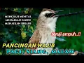 Download Lagu (terapi pagi)Pancingan trucuk merangsang trucuk lain agar lebih cepat ropel dan makin gacor
