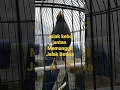 Download Lagu Jalak kebo Jantan Memanggil Jalak Betina