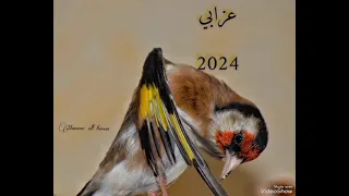 عزابي 2024 