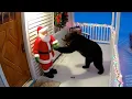 Download Lagu Try Not To Laugh! 😂 Funny Christmas Animal Videos of This Year MP3