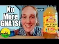 How to GET RID of GNATS FRUIT FLYS - 6 Tips