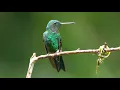 Download Lagu Steely-vented Hummingbird