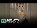 ACCT Philly and BISSELL Pet Foundation offering 10 adoptions