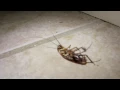 Water bugs vs Roaches and how to deal with them