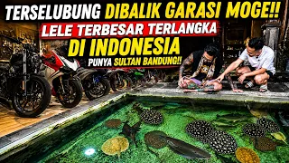 TERSELUBUNG DIBALIK GARASI MOGE!! LELE TERBESAR TERLANGKA DI INDO!! | KEVIN FISH GALLERY