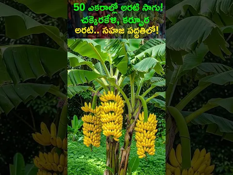 50 ఎకరాల్లో అరటి సాగు 🍌 చక్కెరకేళి, కర్పూర అరటితో సహజ వ్యవసాయం! @Raitunestham