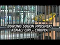Download Lagu CARA MEMILIH BURUNG SOGON SOGOK ONTONG DI OMBYOKAN