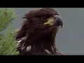 Young Eagle Flies for the First Time BBC Earth