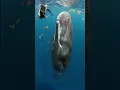 The Mysterious Sleeping Sperm Whale