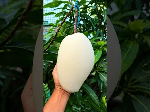 #Mita'SGardeningTricks #Gardening #Garden #Agriculture