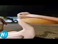 Top 5 Pelican