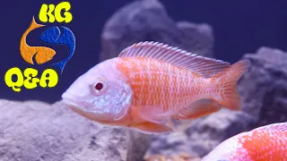 Download Mixing Mbunas, Haps and Peacocks Angel Spawning Albinos and When To Strip African Cichlids MP3