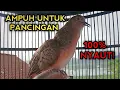 Download Lagu SUARA PERKUTUT BANGKOK GACOR 100% AMPUH UNTUK PANCINGAN BOS