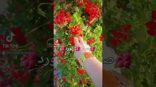 فيروز ع نهر التقينا وماقلنا ال حدا صباحيات 