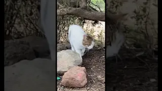 ركبوني فوق طياره Shorts 