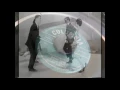 (1961) Pony Time - Chubby Checker