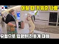 Download Lagu 북유럽으로 입양된 진돗개, 한국에서 새끼 때 키워준 사람을 알아볼까??