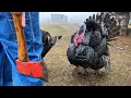 Butchering Turkeys Easy Set Clean Up