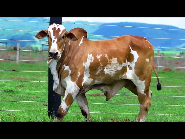 Garrote Nelore SHFA - 396