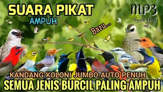 SUARA PIKAT SEMUA BURCIL LIAR MP3 PIKAT TERBUKTI PALING AMPUH