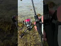 Download Lagu 2024 Shimano Twinpower FE C2500SXG w/ Major Craft Aji-do 5G 682M #shimano #majorcraft #fishing