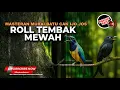 Download Lagu 🔴 Live Cucak Cungkok Gacor vs Srigunting Gacor Masteran Roll Tembak Sambung Pukulan Mewah