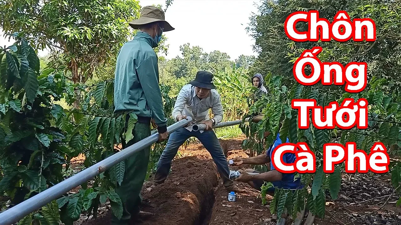 Outline Video Chôn Ống Nước Tưới Cà Phê Để Giảm Công Sức Kéo Ống Như Thông Thường | BL Tây Nguyên