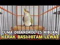 Lagu BANYAK ORANG BELUM TAU || OMBYOKAN BURCIL INI MURAH MEWAH CUMA 25 RIBUAN DI PASAR BURUNG PRAMUKA 