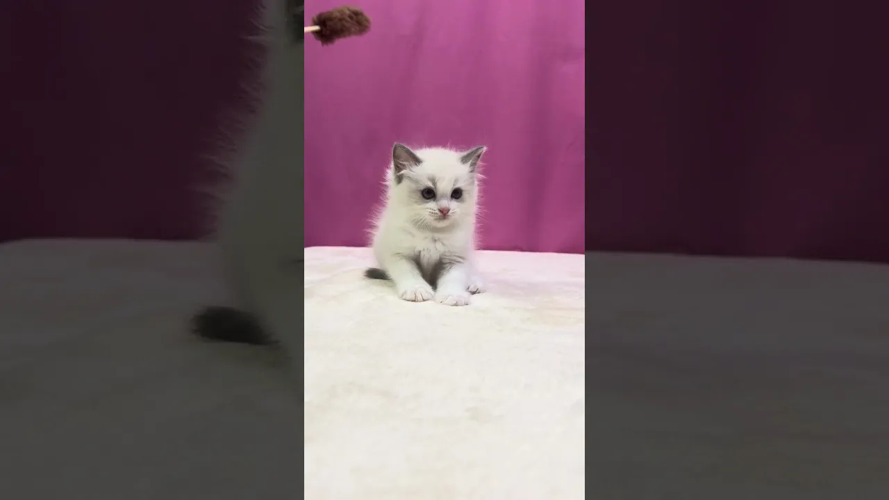 動画