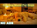 Download Lagu 12 HOURS of Dog Calming Music For Dogs🎵💖Anti Separation Anxiety Relief Music🐶Sleep dog Healing🎵
