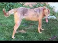 i put minecraft cave sounds over cursed dog panoramas