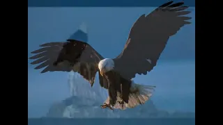 تأمل يتجدد مثل النسر شبابك   أ  إميل جرجس دندنها