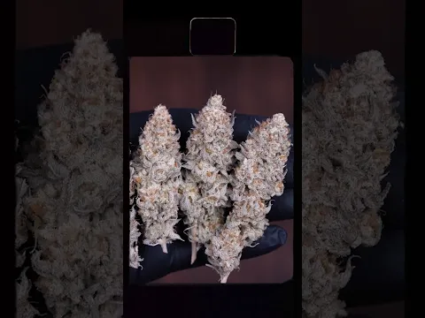 Organic Holy Bananas 🍌 Full Grow Cycle | Gaia Green