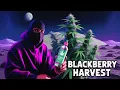 Download Lagu Das Ende Der BlackBerry Moonrock    Das Ende Der Blüte  Reupload 2024