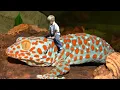 Download Lagu Suara Tokek Nyaring - Sounds Gecko