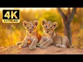 Lagu 4K African Wildlife: Most Amazing Animal Encounters in Kwazulu-Natal With Calming Music