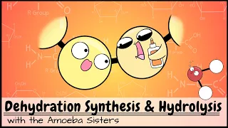 Dehydration Synthesis and Hydrolysis